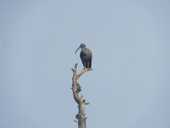 Theristicus caerulescens