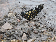 Catasticta teutila