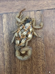 Centruroides ornatus