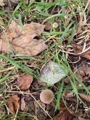 Strobilurus tenacellus