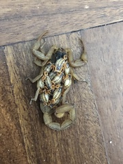 Centruroides ornatus