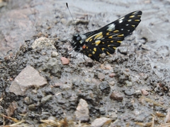Catasticta teutila