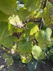 Aristolochia macrophylla