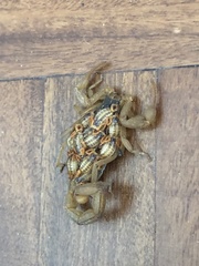 Centruroides ornatus