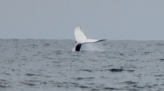 Megaptera novaeangliae australis