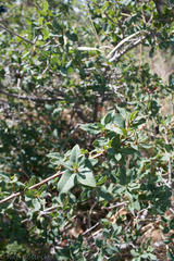 Quercus depressipes