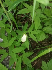 Clematis alpina sibirica