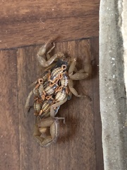 Centruroides ornatus