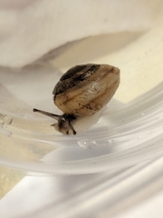 Oreohelix