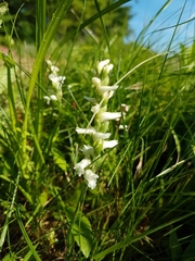 Spiranthes