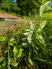 Spiranthes