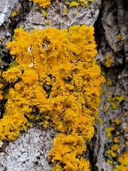 Xanthomendoza fallax