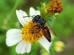 Coelioxys slossoni slossoni