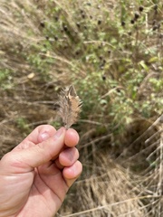 Phasianus colchicus