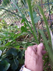 Cyperus esculentus