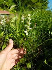 Spiranthes
