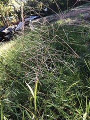 Leptochloa panicea