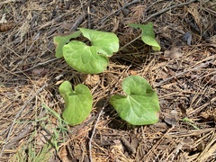 Asarum hartwegii