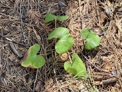 Asarum hartwegii