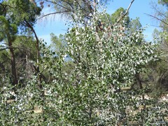 Populus × canescens
