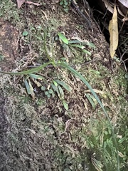 Notogrammitis ciliata