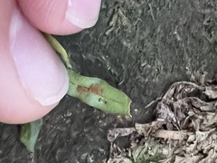 Notogrammitis ciliata