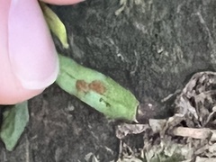 Notogrammitis ciliata