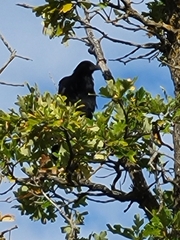 Corvus brachyrhynchos