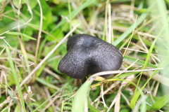 Cyanula