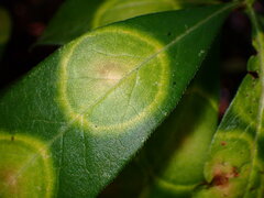 Exobasidium decolorans