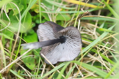 Cyanula