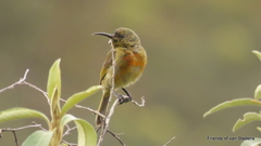 Anthobaphes violacea