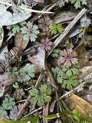 Hydrocotyle dissecta