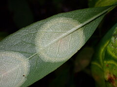 Exobasidium decolorans