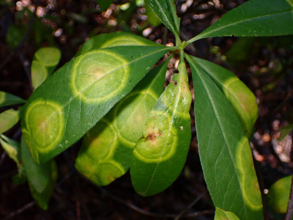 Exobasidium decolorans