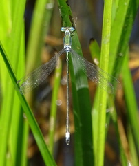 Lestes inaequalis