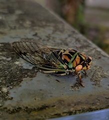 Neotibicen