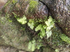 Adiantum capillus-veneris