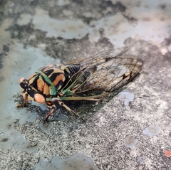Neotibicen