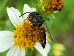 Coelioxys slossoni slossoni