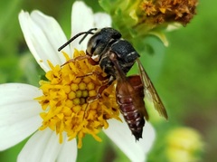 Coelioxys slossoni slossoni