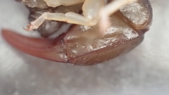 Euscorpius flavicaudis