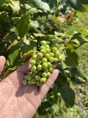 Viburnum prunifolium