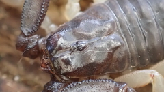 Euscorpius flavicaudis