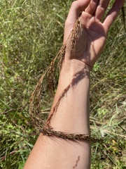 Sorghastrum elliottii