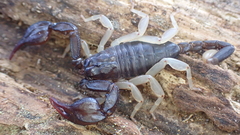 Euscorpius flavicaudis