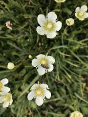Parnassia cirrata