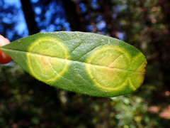 Exobasidium decolorans