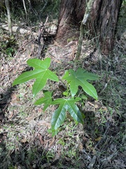 Brachychiton acerifolius