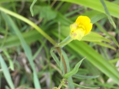 Ranunculus auricomus